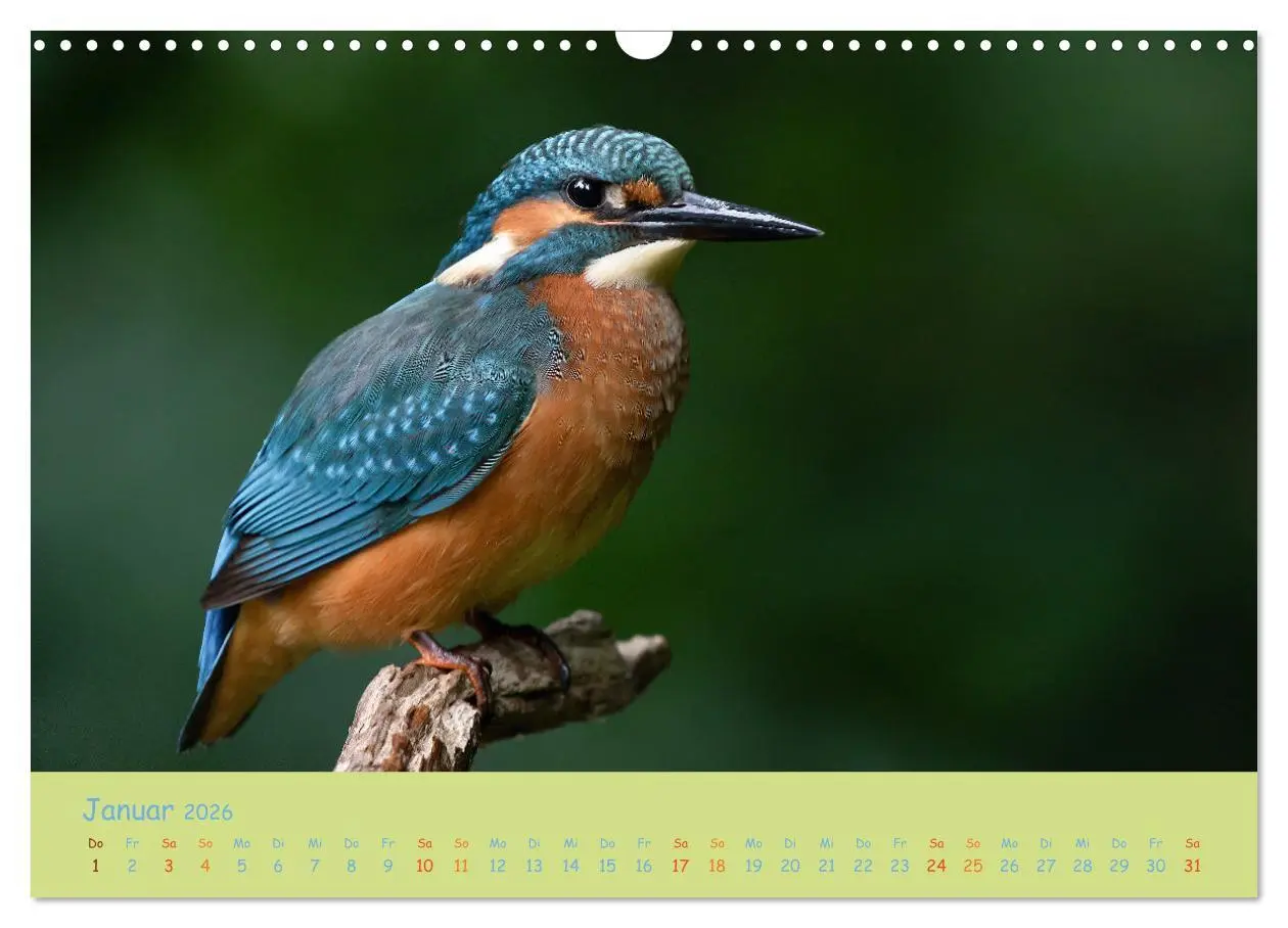Bild: 9783457741924 | Eisvögel, faszinierende kleine Flieger. (Wandkalender 2026 DIN A3...