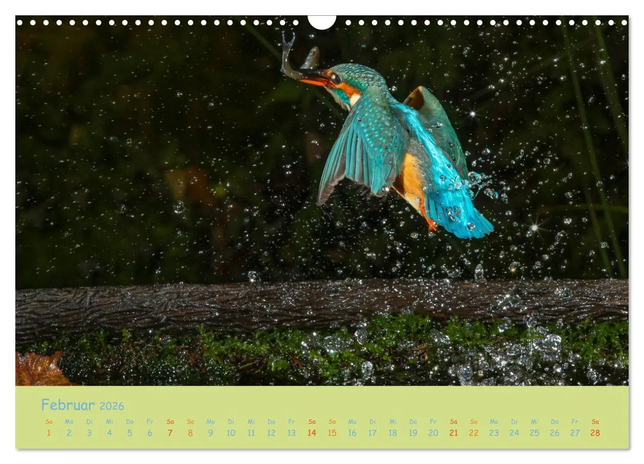 Bild: 9783457741924 | Eisvögel, faszinierende kleine Flieger. (Wandkalender 2026 DIN A3...