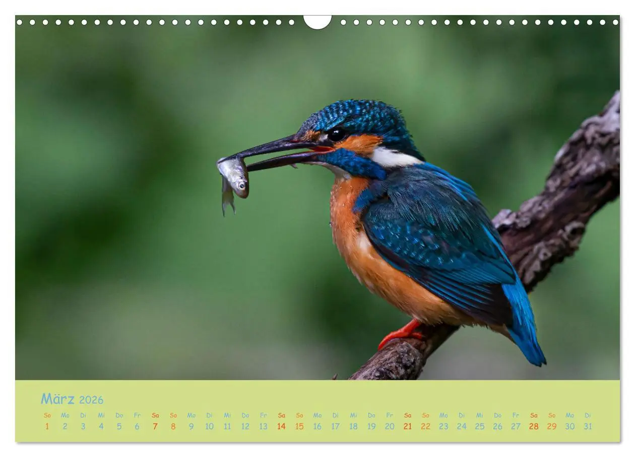 Bild: 9783457741924 | Eisvögel, faszinierende kleine Flieger. (Wandkalender 2026 DIN A3...