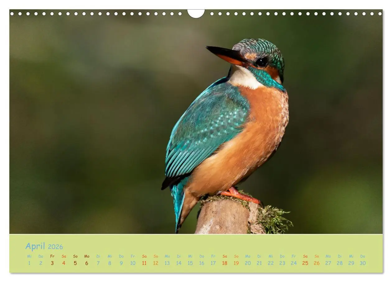 Bild: 9783457741924 | Eisvögel, faszinierende kleine Flieger. (Wandkalender 2026 DIN A3...