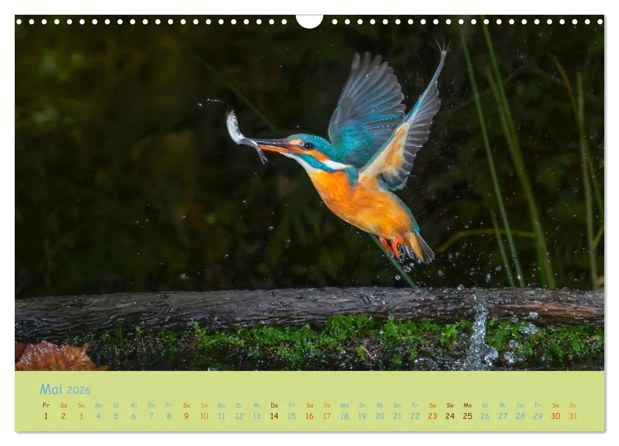 Bild: 9783457741924 | Eisvögel, faszinierende kleine Flieger. (Wandkalender 2026 DIN A3...