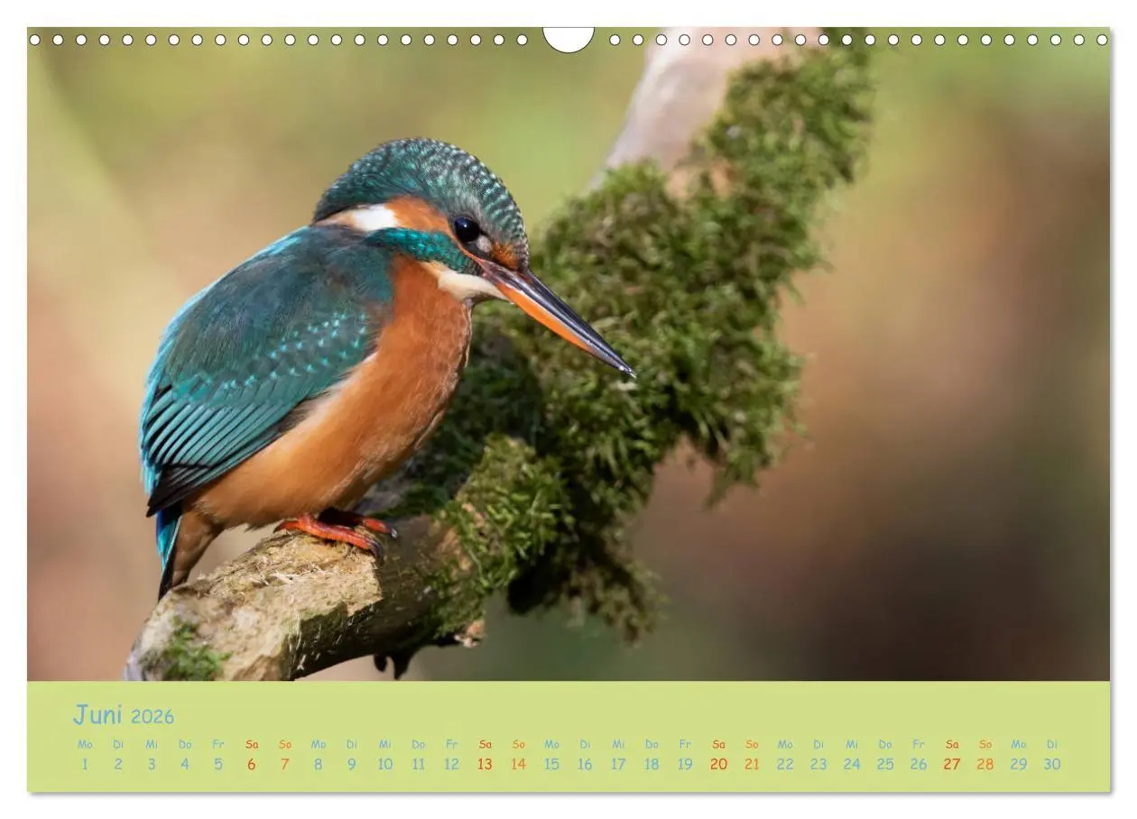Bild: 9783457741924 | Eisvögel, faszinierende kleine Flieger. (Wandkalender 2026 DIN A3...