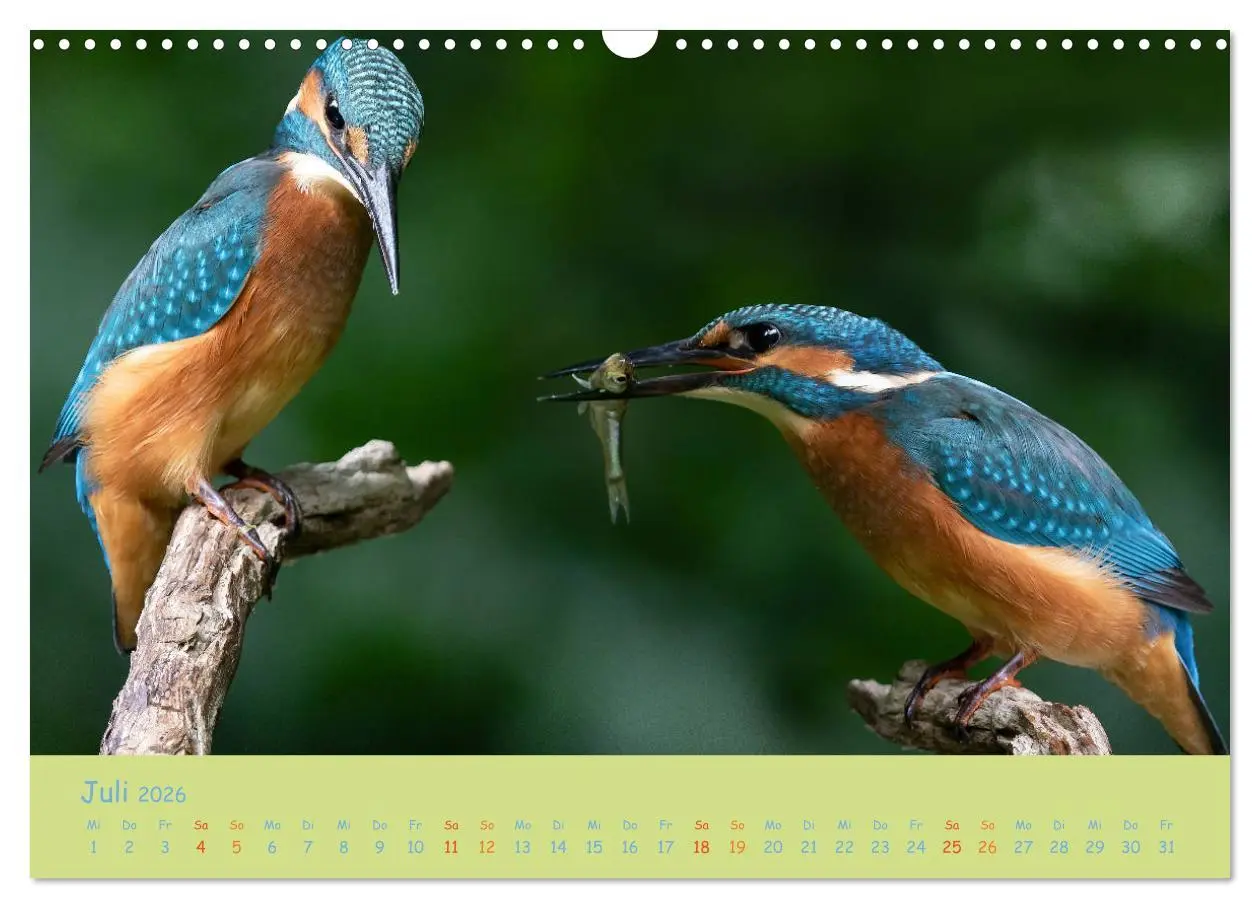 Bild: 9783457741924 | Eisvögel, faszinierende kleine Flieger. (Wandkalender 2026 DIN A3...