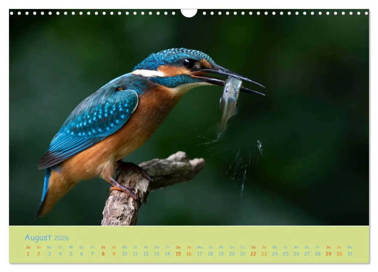 Bild: 9783457741924 | Eisvögel, faszinierende kleine Flieger. (Wandkalender 2026 DIN A3...