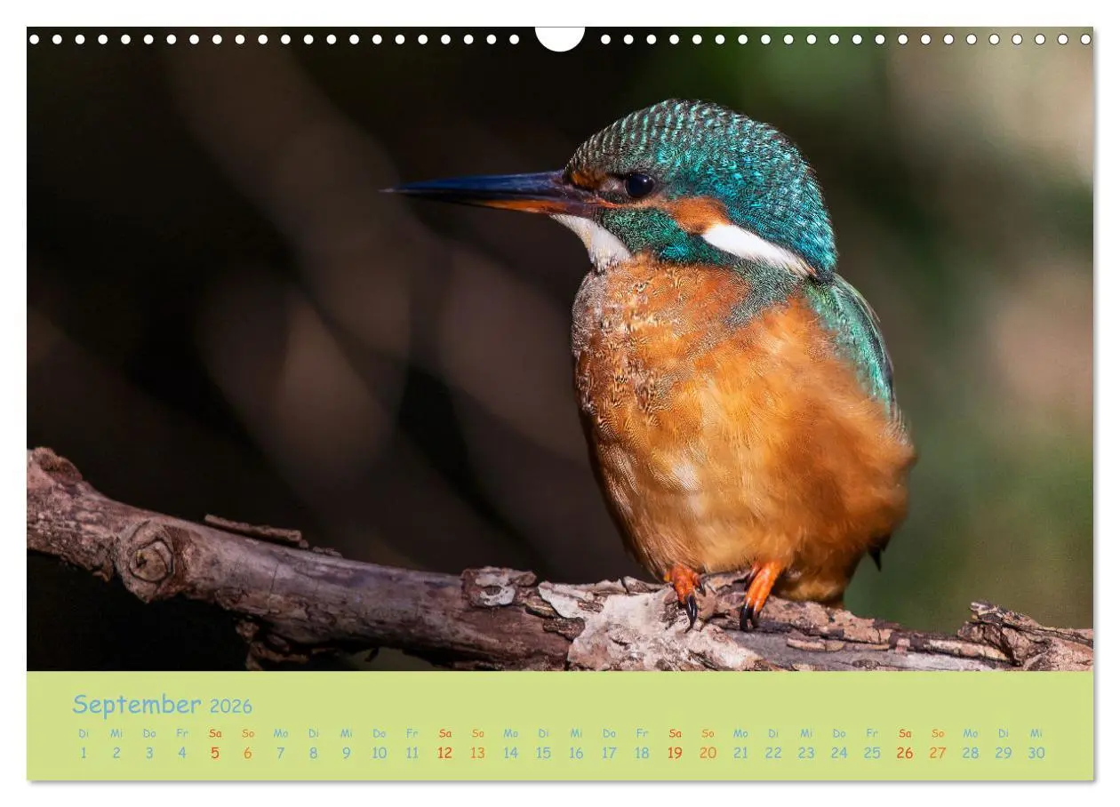 Bild: 9783457741924 | Eisvögel, faszinierende kleine Flieger. (Wandkalender 2026 DIN A3...