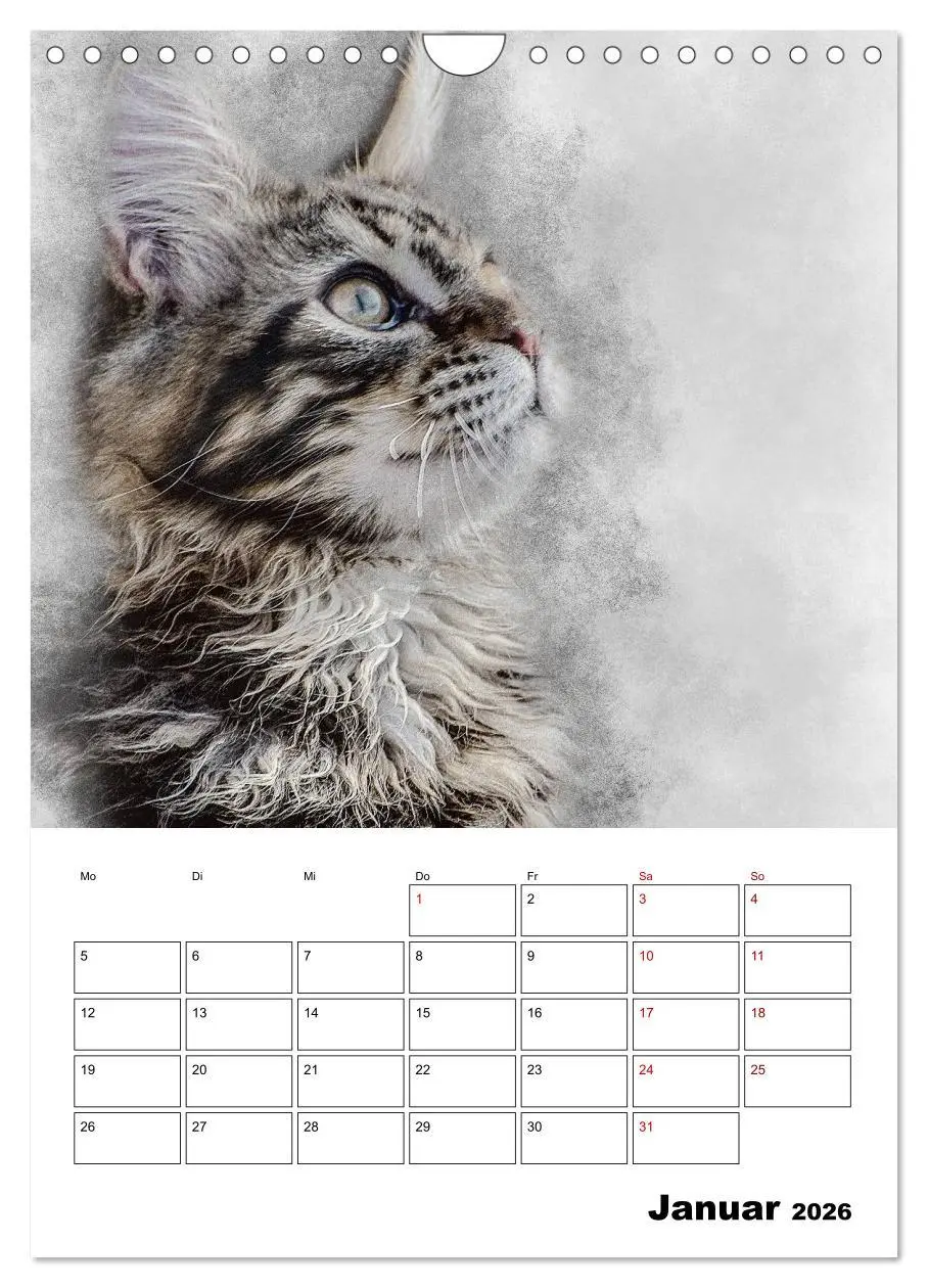 Bild: 9783516402124 | Maine Coon Katzen (Wandkalender 2026 DIN A4 hoch), CALVENDO...