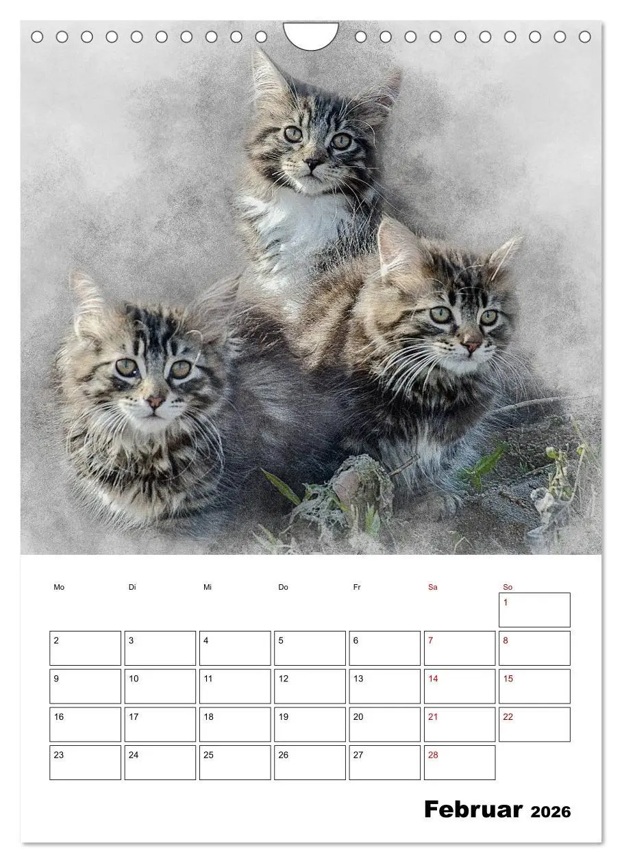 Bild: 9783516402124 | Maine Coon Katzen (Wandkalender 2026 DIN A4 hoch), CALVENDO...