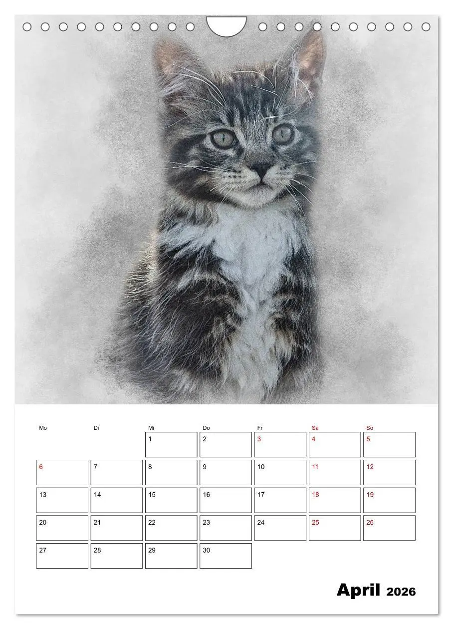 Bild: 9783516402124 | Maine Coon Katzen (Wandkalender 2026 DIN A4 hoch), CALVENDO...