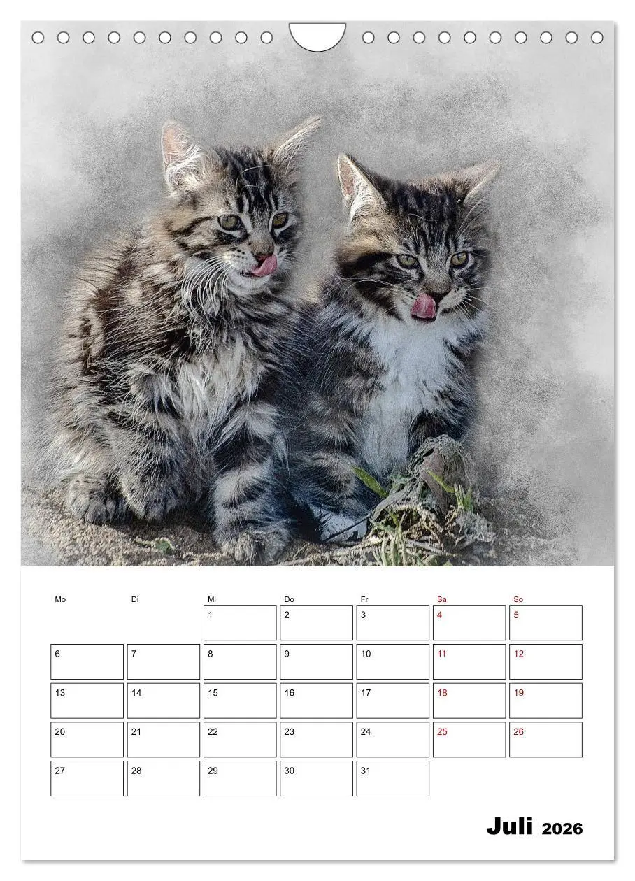 Bild: 9783516402124 | Maine Coon Katzen (Wandkalender 2026 DIN A4 hoch), CALVENDO...