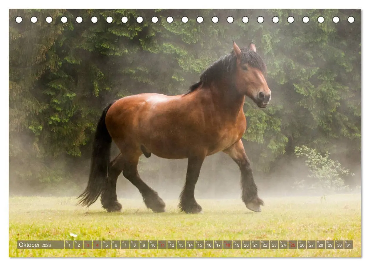 Bild: 9783457922224 | Kaltblüter - Schwere Pferde mit Charme (Tischkalender 2026 DIN A5...