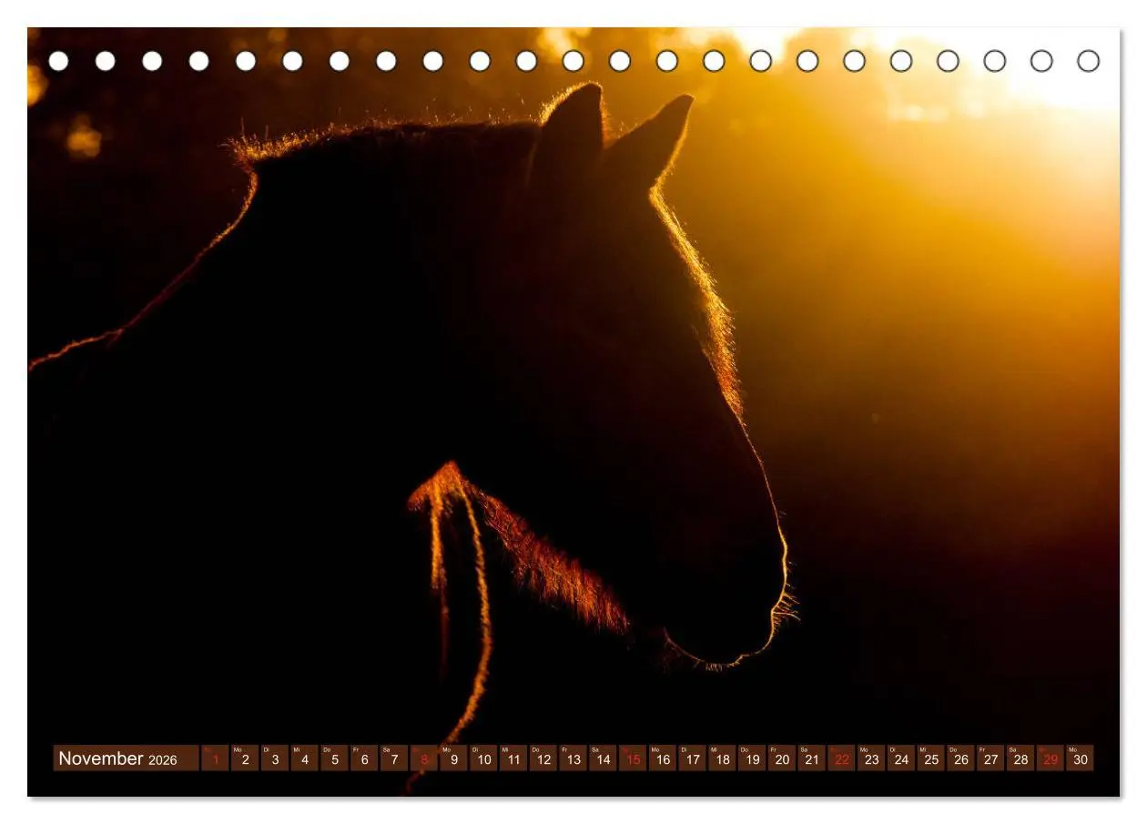 Bild: 9783457922224 | Kaltblüter - Schwere Pferde mit Charme (Tischkalender 2026 DIN A5...