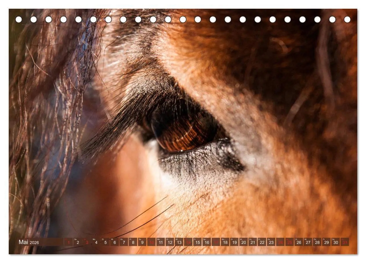 Bild: 9783457922224 | Kaltblüter - Schwere Pferde mit Charme (Tischkalender 2026 DIN A5...