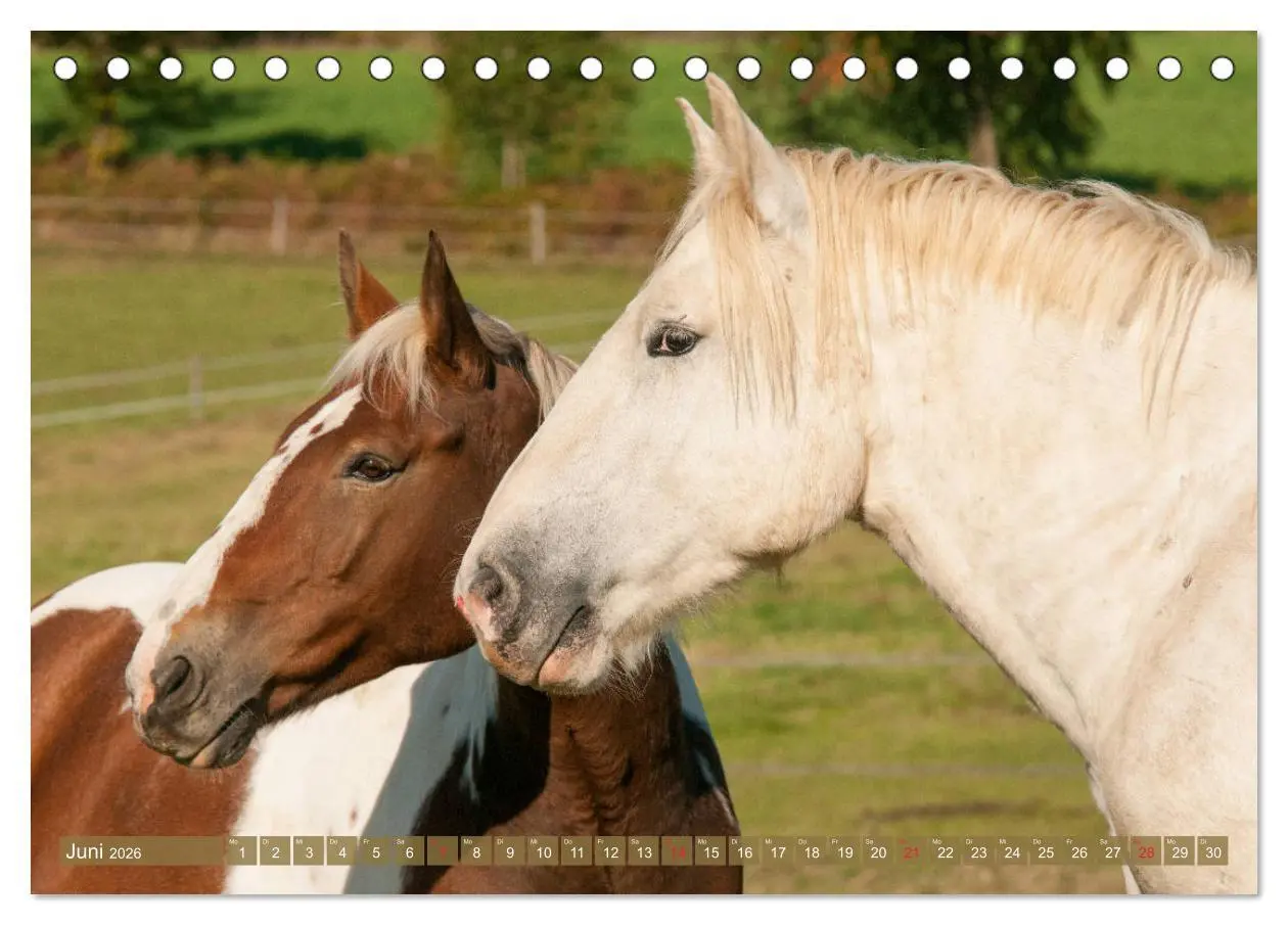 Bild: 9783457922224 | Kaltblüter - Schwere Pferde mit Charme (Tischkalender 2026 DIN A5...