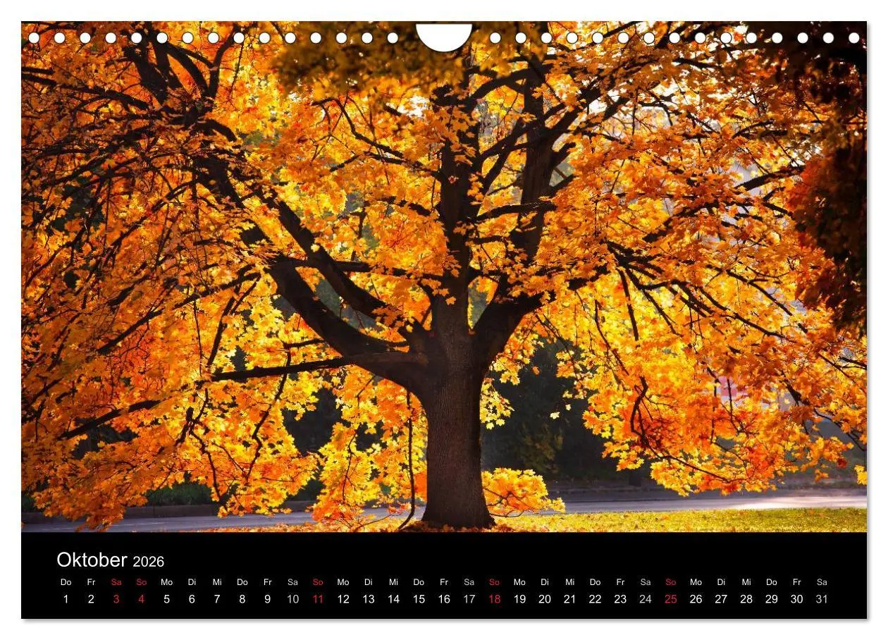 Bild: 9783516182224 | Farben der Natur (Wandkalender 2026 DIN A4 quer), CALVENDO...