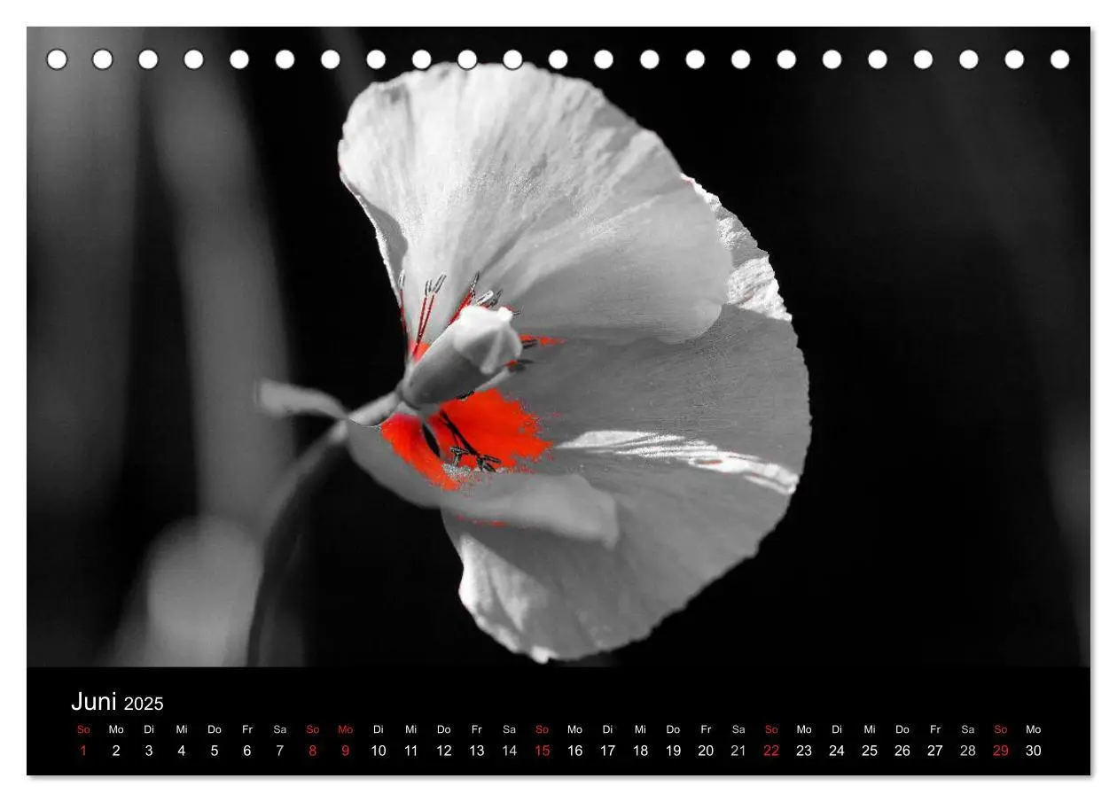Bild: 9783435752324 | schwarz/weiß trifft farbe (Tischkalender 2025 DIN A5 quer),...