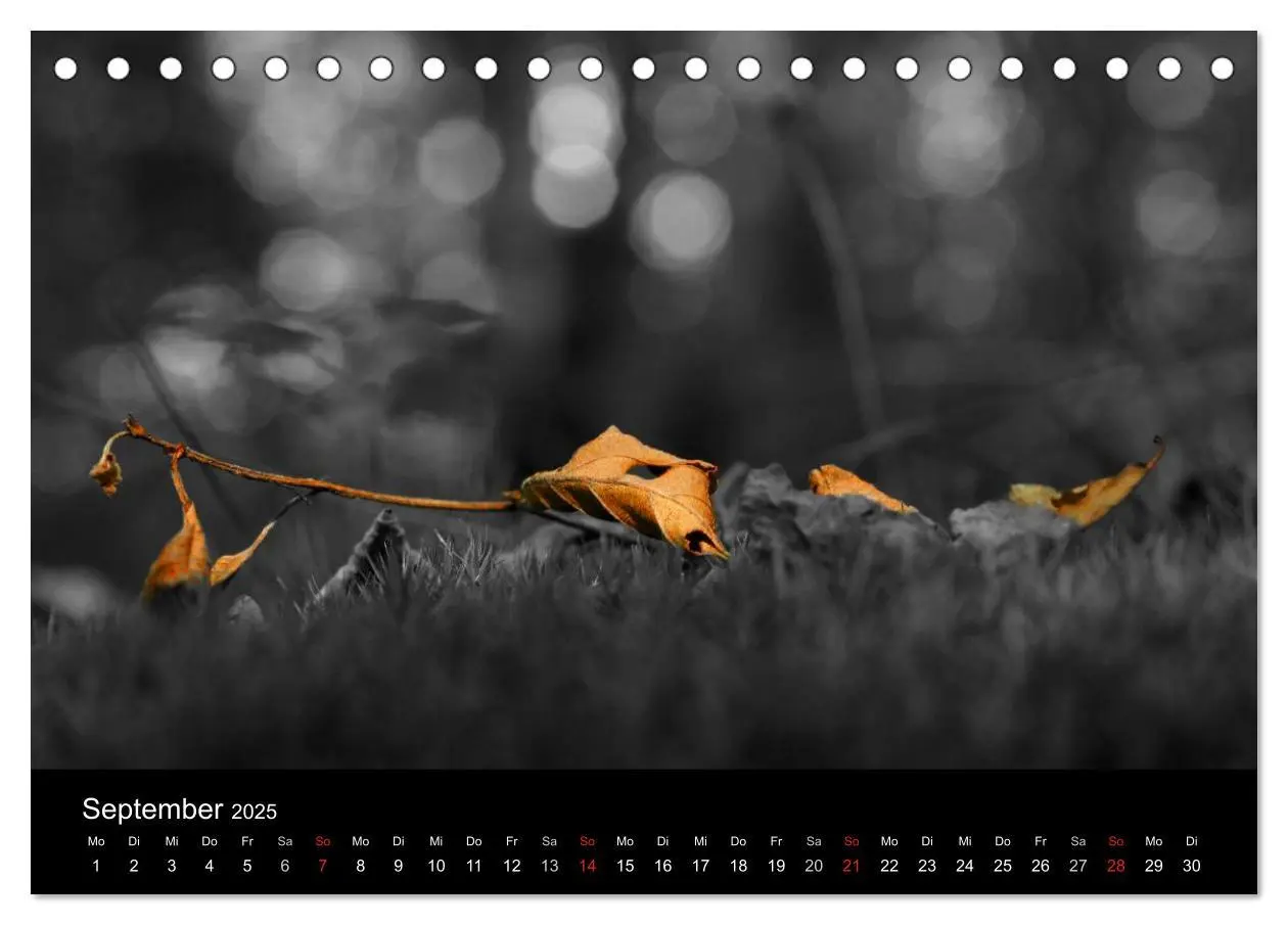 Bild: 9783435752324 | schwarz/weiß trifft farbe (Tischkalender 2025 DIN A5 quer),...