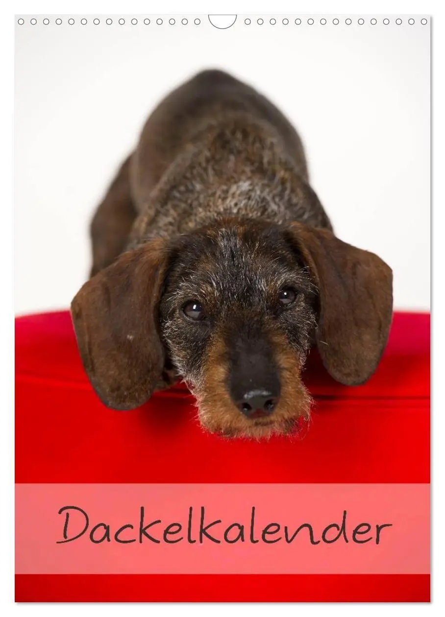 Cover: 9783594152324 | Dackel (Wandkalender 2027 DIN A3 hoch), CALVENDO Monatskalender | 2027