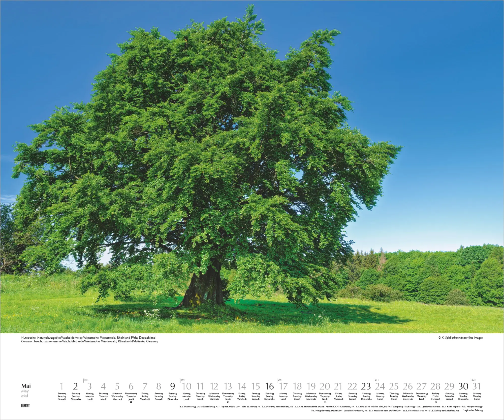 Bild: 4069095012424 | Heimische Bäume 2027 | Neumann Verlage GmbH &amp; Co KG | Kalender | 14 S.