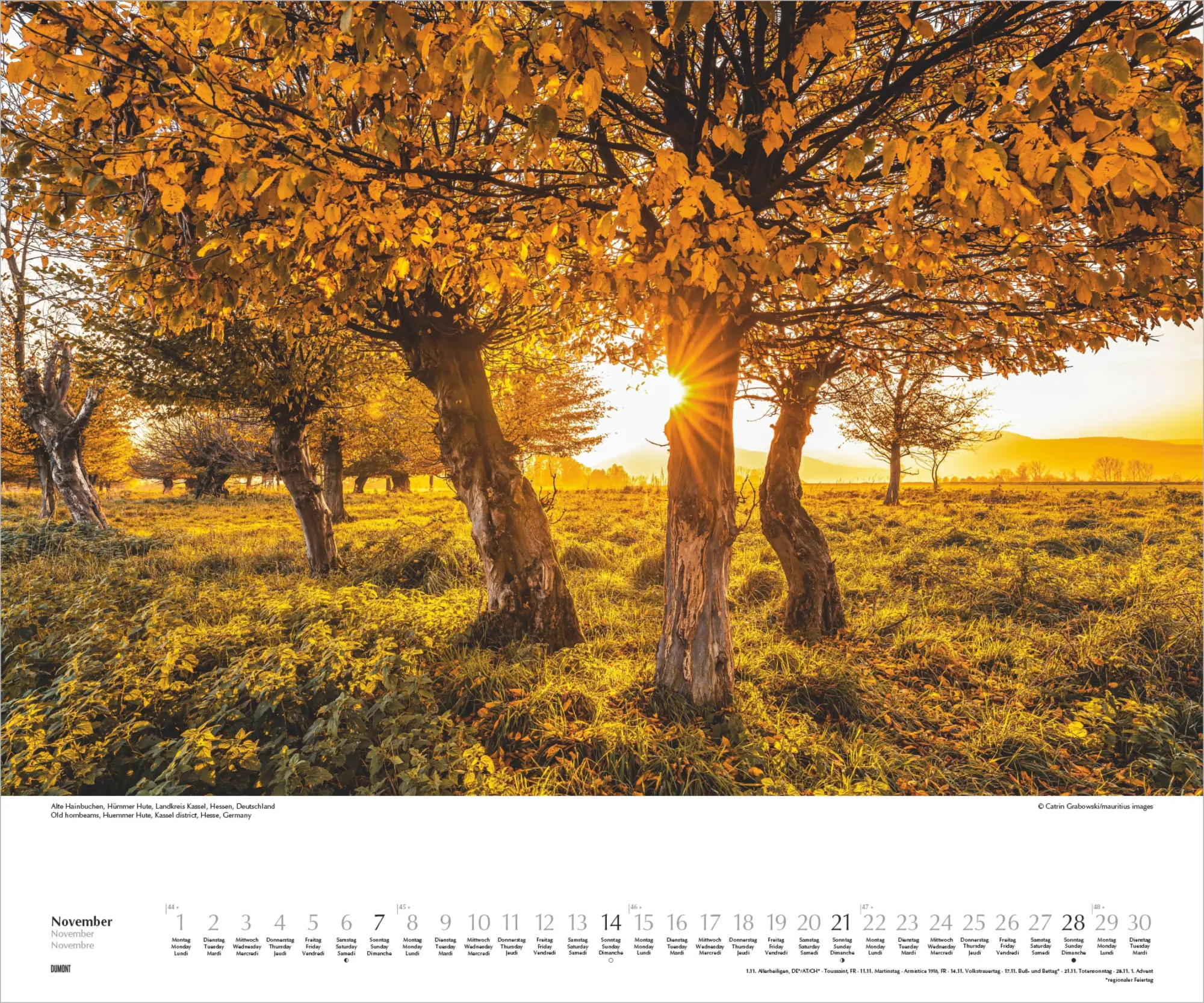 Bild: 4069095012424 | Heimische Bäume 2027 | Neumann Verlage GmbH &amp; Co KG | Kalender | 14 S.