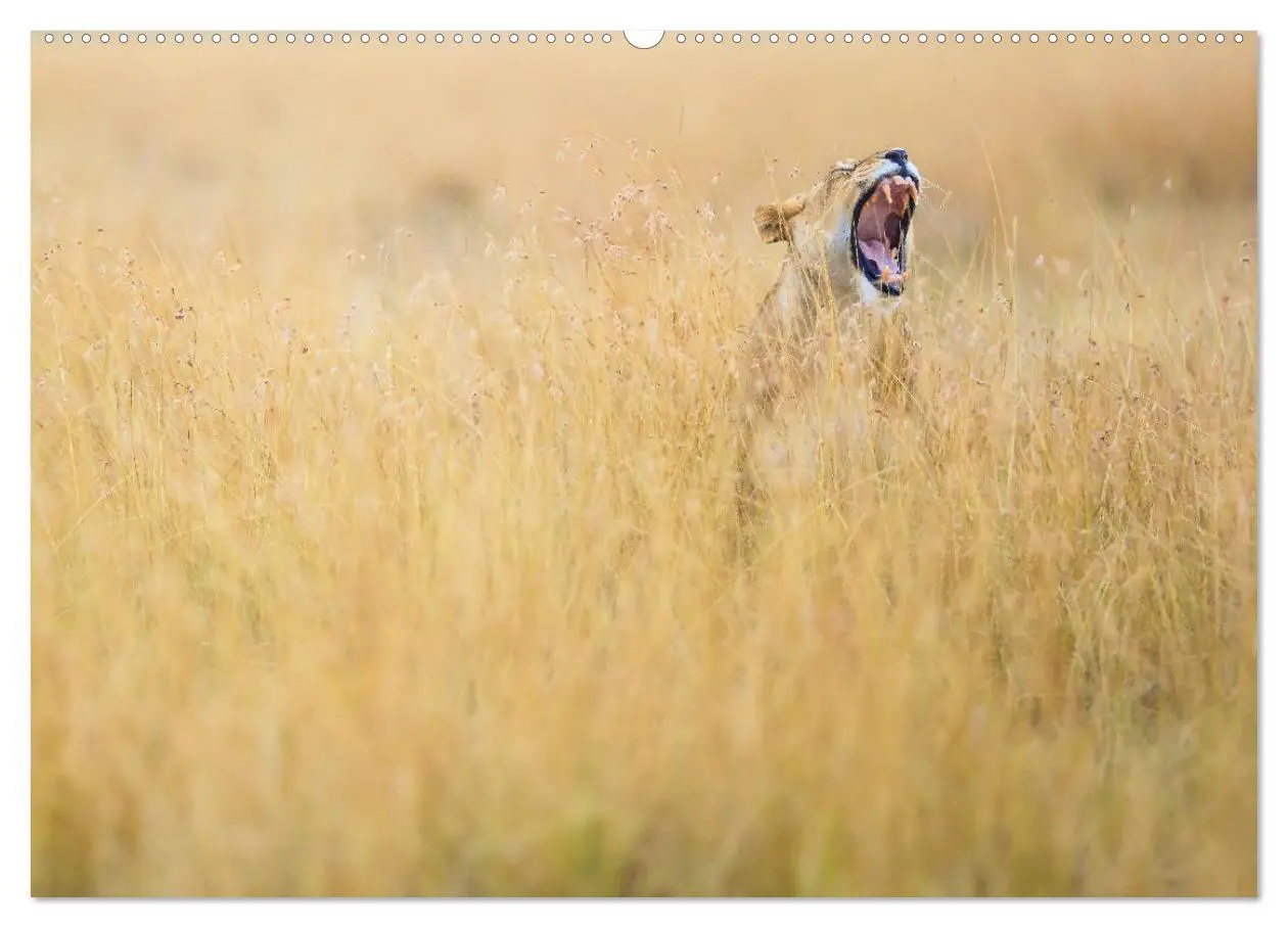 Bild: 9783435342624 | Auf Safari in Kenia 2025 (hochwertiger Premium Wandkalender 2025...