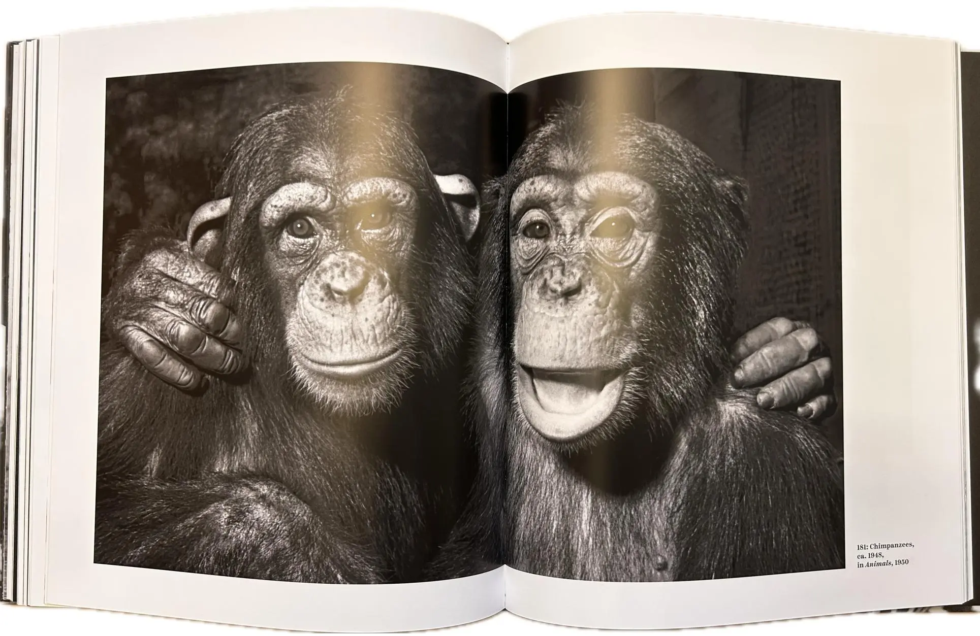 Bild: 9783777442624 | Ylla | The Birth of Modern Animal Photography | Pryor Dodge | Buch