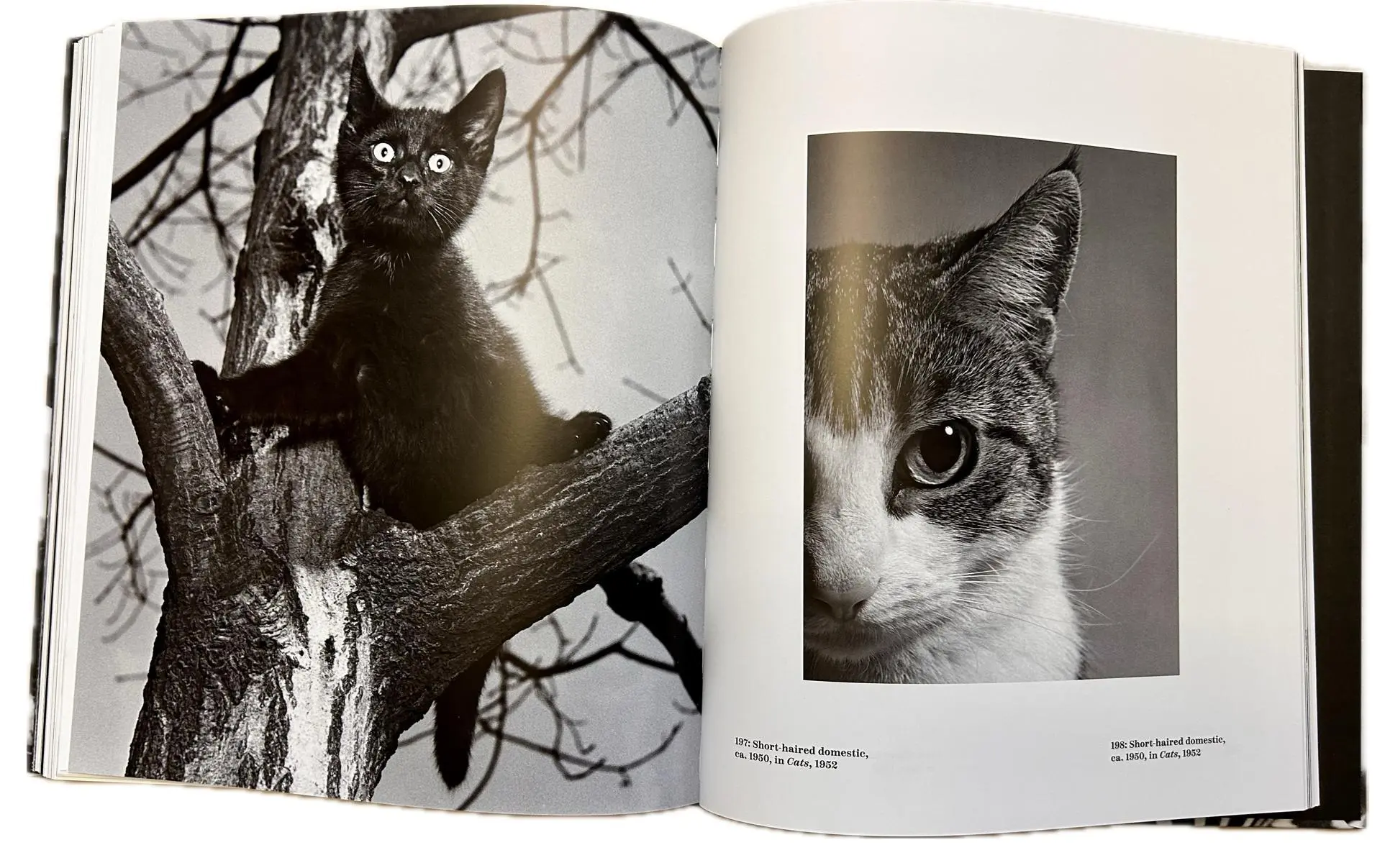 Bild: 9783777442624 | Ylla | The Birth of Modern Animal Photography | Pryor Dodge | Buch