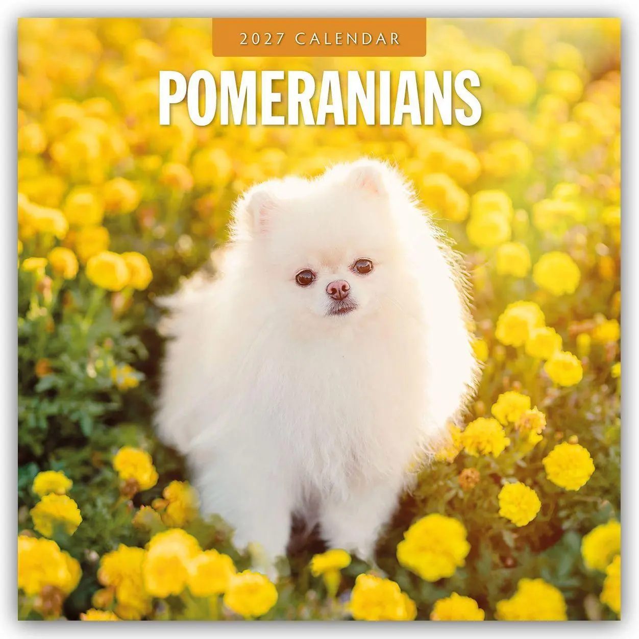 Cover: 9781837012824 | Pomeranians - Zwergspitz - Pomeranian Zwergspitz 2027 -...