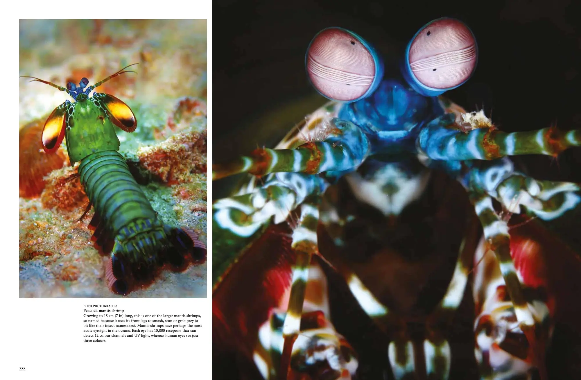 Bild: 9781838862824 | Strange Animals | Tom Jackson | Buch | Animals in Photographs | 2023