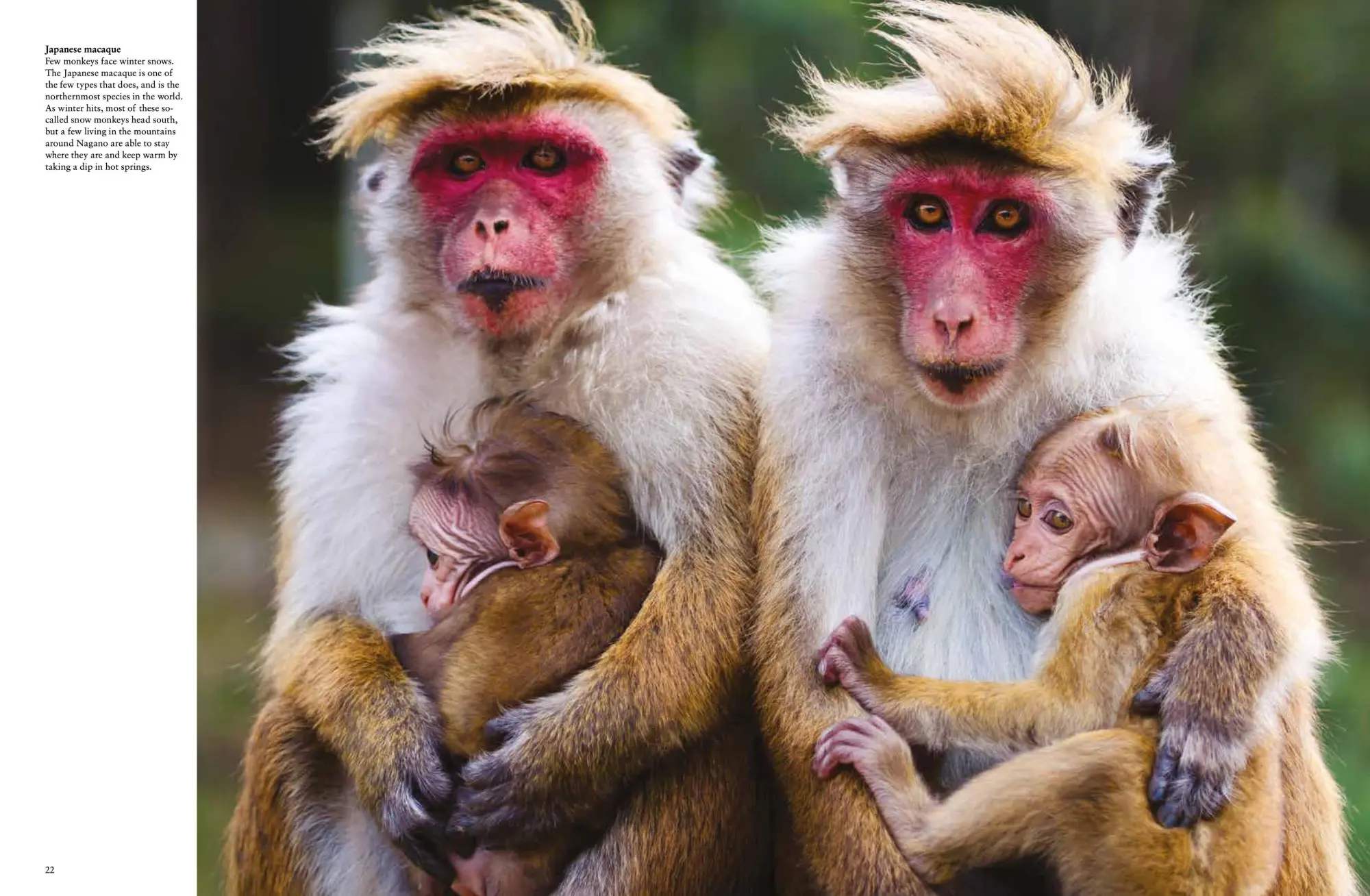 Bild: 9781838862824 | Strange Animals | Tom Jackson | Buch | Animals in Photographs | 2023