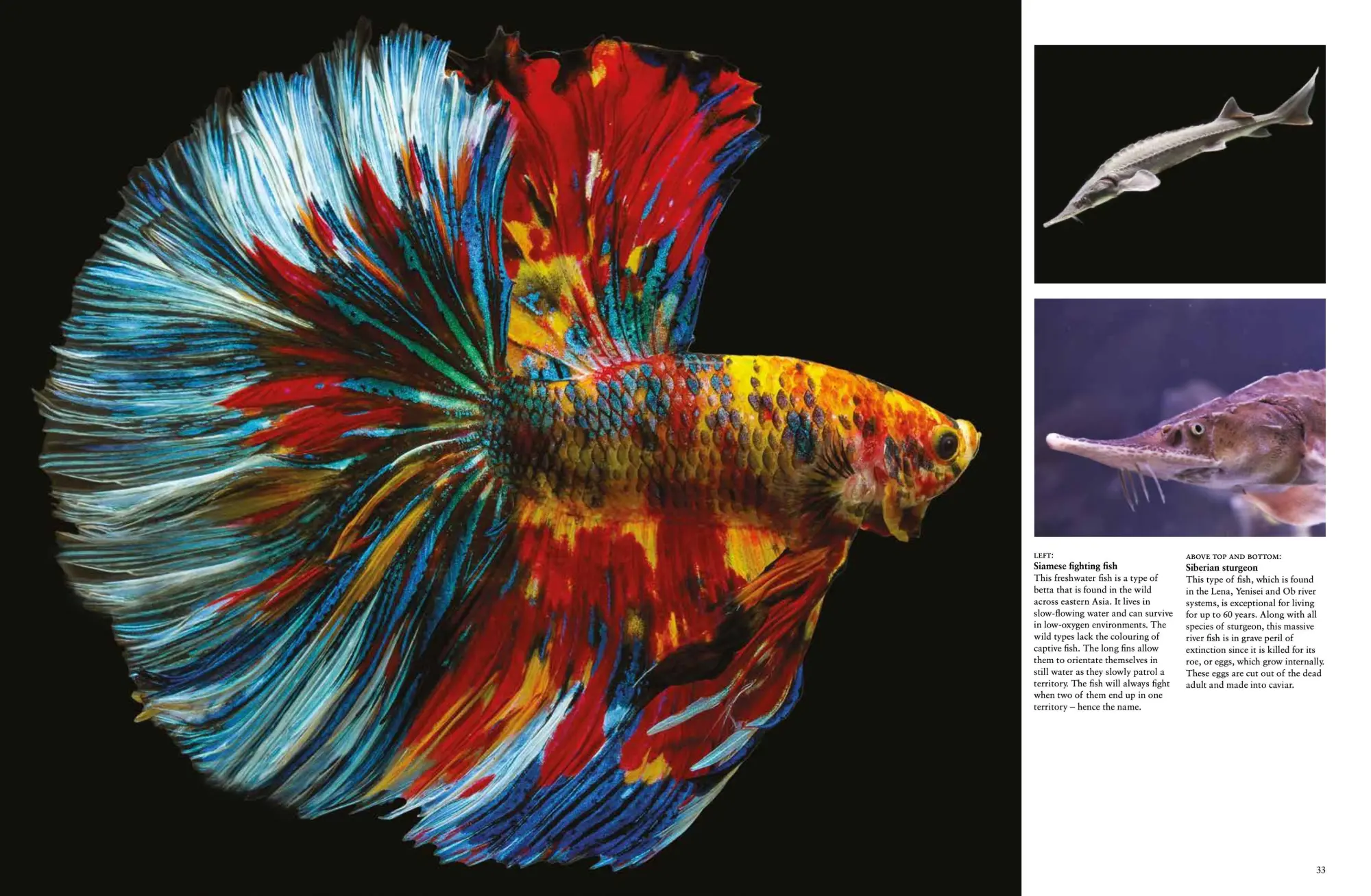 Bild: 9781838862824 | Strange Animals | Tom Jackson | Buch | Animals in Photographs | 2023