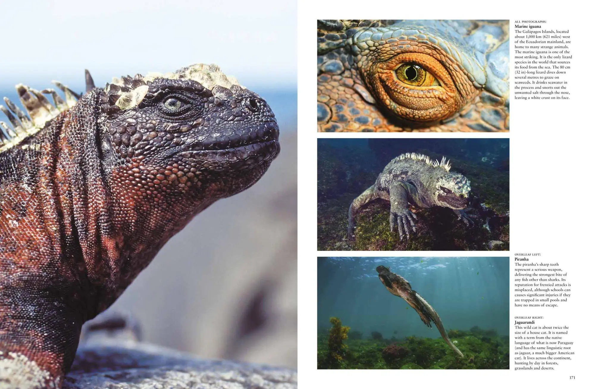 Bild: 9781838862824 | Strange Animals | Tom Jackson | Buch | Animals in Photographs | 2023