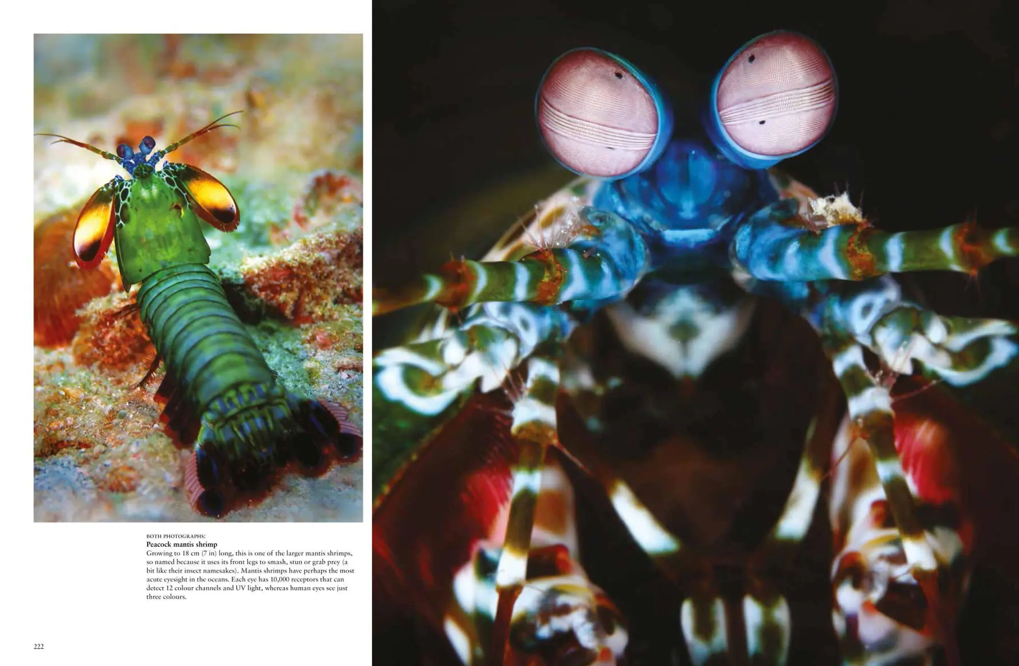Bild: 9781838862824 | Strange Animals | Tom Jackson | Buch | Animals in Photographs | 2023