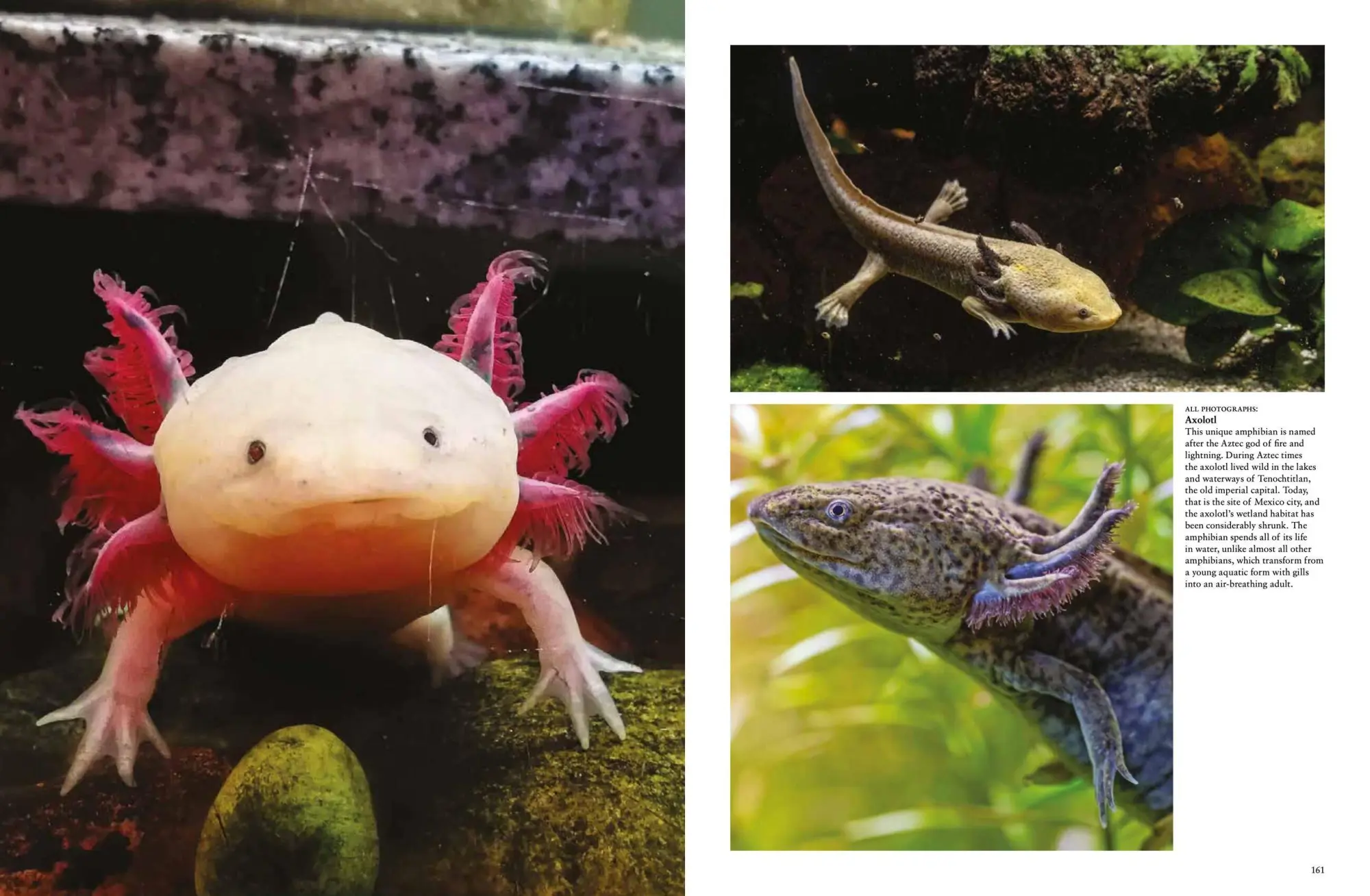 Bild: 9781838862824 | Strange Animals | Tom Jackson | Buch | Animals in Photographs | 2023