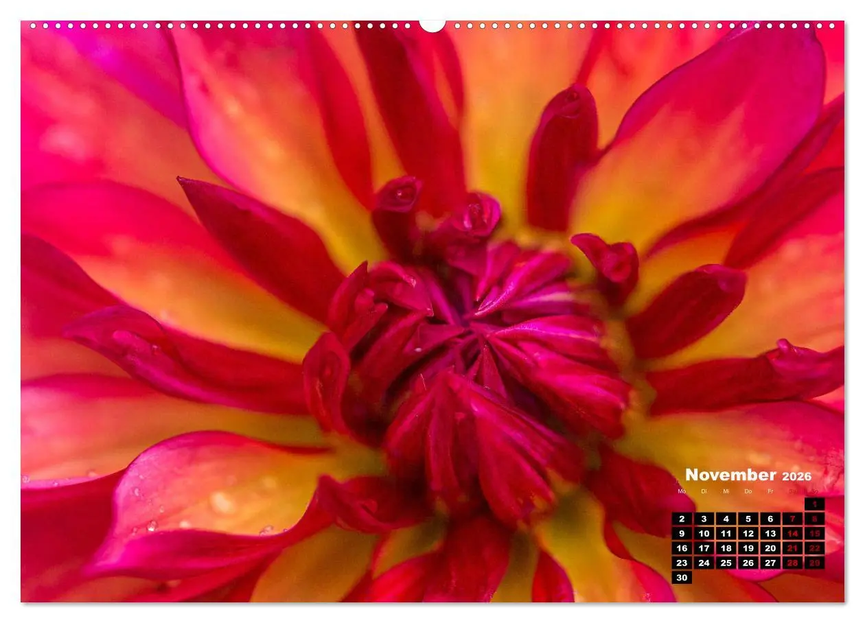 Bild: 9783457412824 | Im Herzen der Dahlie (hochwertiger Premium Wandkalender 2026 DIN A2...