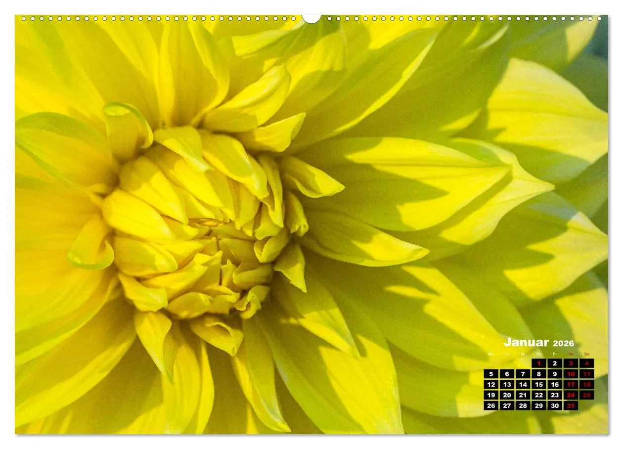 Bild: 9783457412824 | Im Herzen der Dahlie (hochwertiger Premium Wandkalender 2026 DIN A2...
