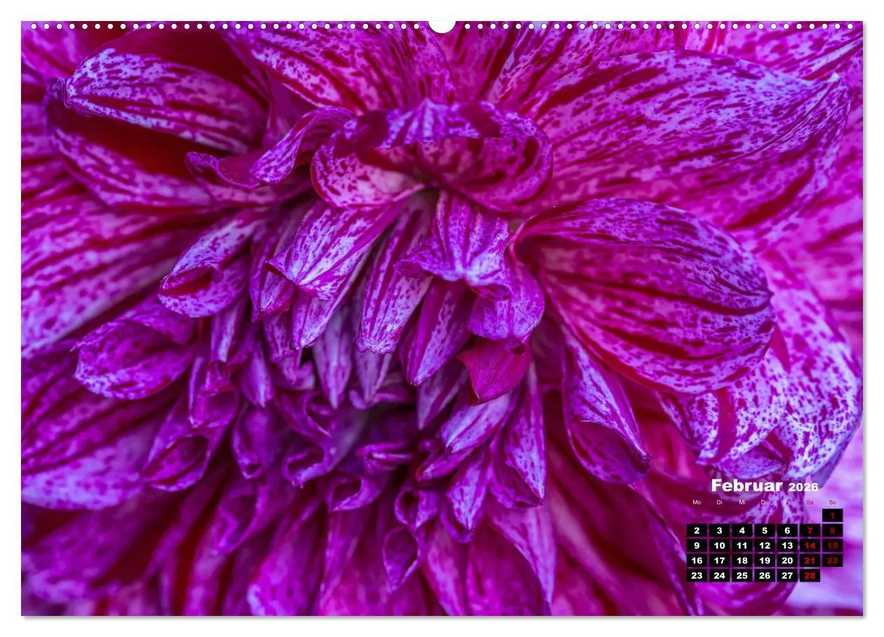 Bild: 9783457412824 | Im Herzen der Dahlie (hochwertiger Premium Wandkalender 2026 DIN A2...
