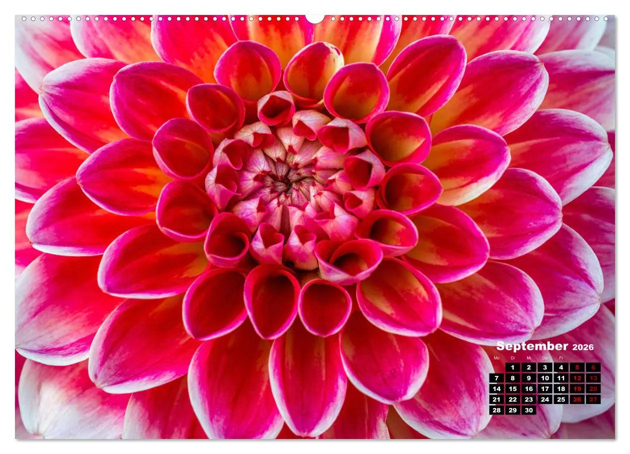 Bild: 9783457412824 | Im Herzen der Dahlie (hochwertiger Premium Wandkalender 2026 DIN A2...