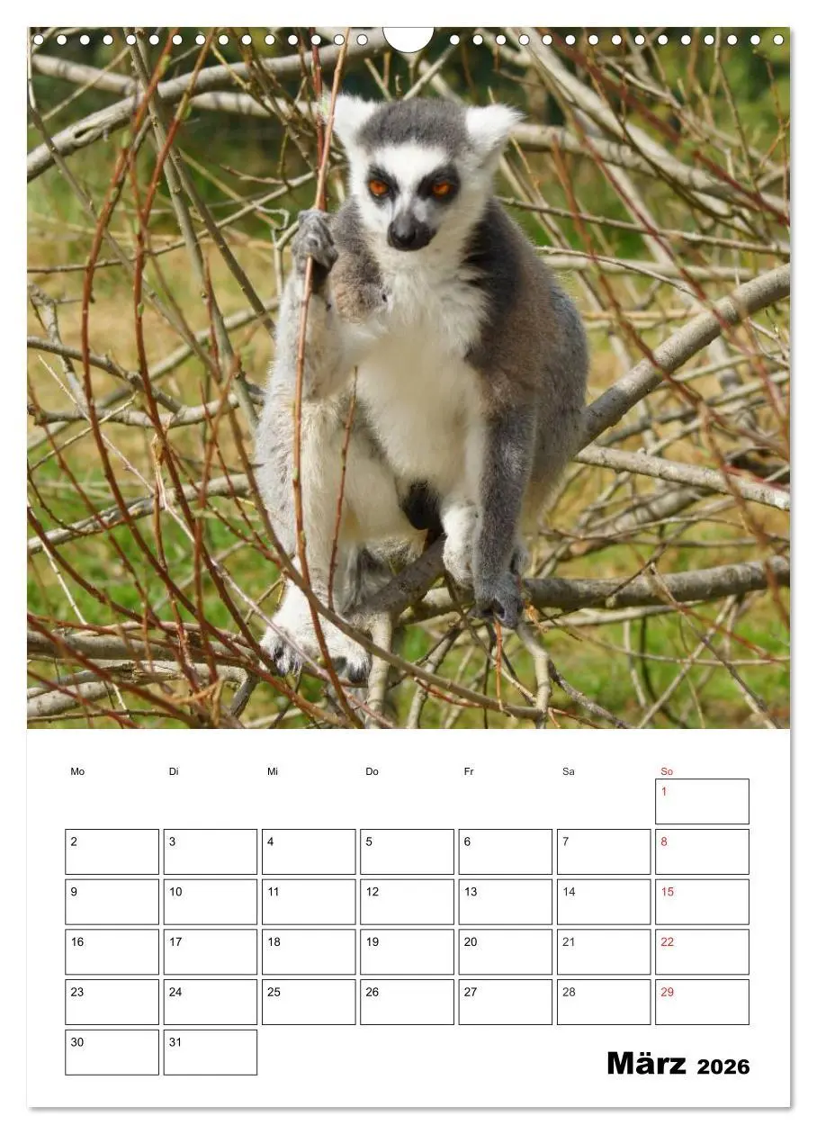Bild: 9783516432824 | Katta Terminplaner (Wandkalender 2026 DIN A3 hoch), CALVENDO...