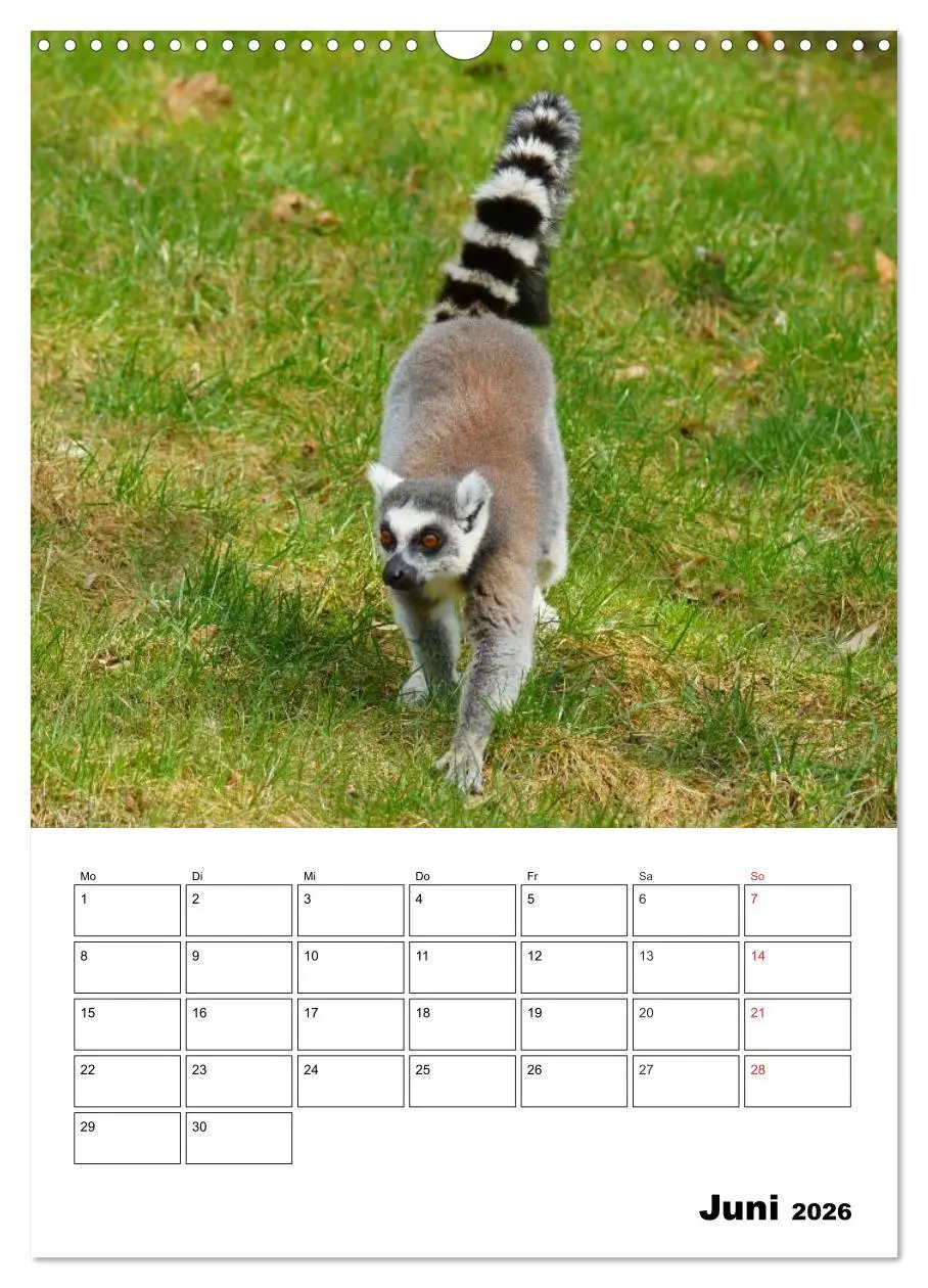 Bild: 9783516432824 | Katta Terminplaner (Wandkalender 2026 DIN A3 hoch), CALVENDO...