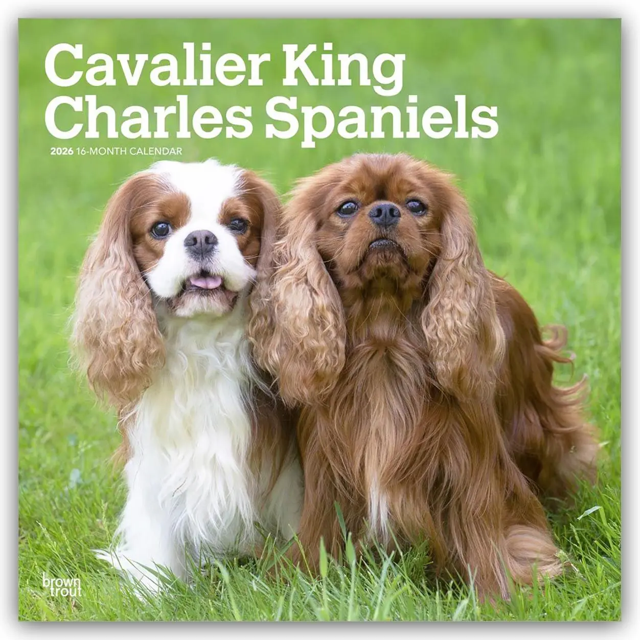 Cover: 9798330702824 | Cavalier King Charles Spaniels 2026 12 X 24 Inch (Hanging) Monthly...