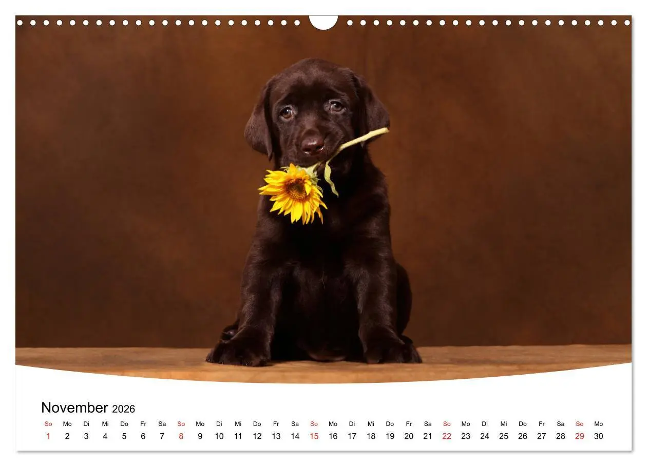Bild: 9783457773024 | Labrador Welpen - Labrador Puppies (Wandkalender 2026 DIN A3 quer),...