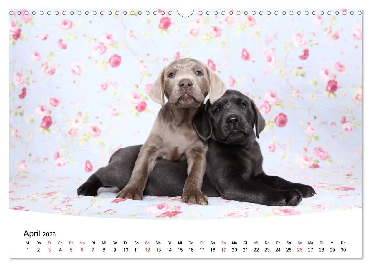 Bild: 9783457773024 | Labrador Welpen - Labrador Puppies (Wandkalender 2026 DIN A3 quer),...