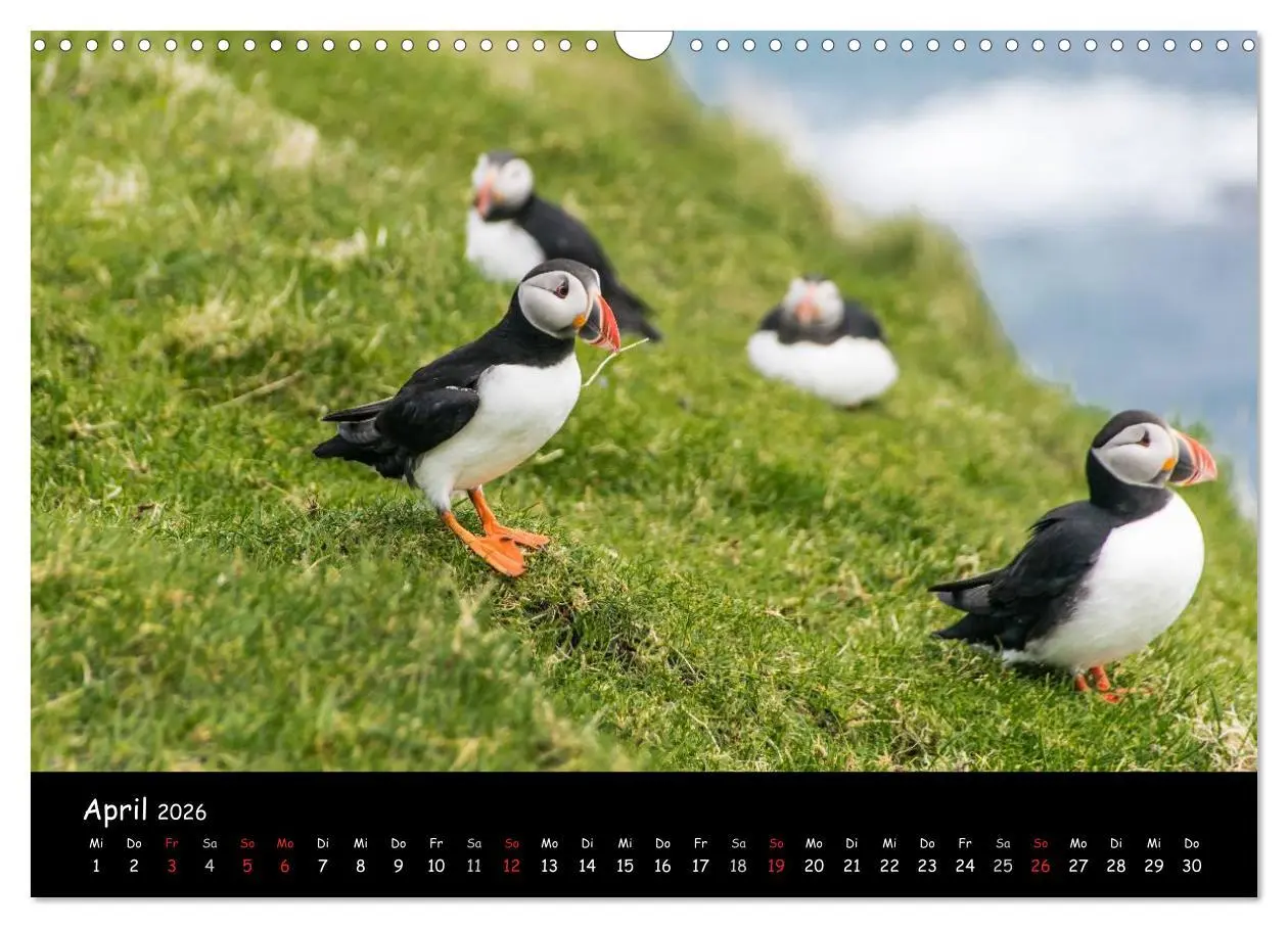 Bild: 9783516003024 | Die Papageientaucher von Mykines (Wandkalender 2026 DIN A3 quer),...