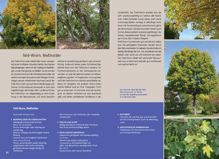 Bild: 9783258083124 | Mein Gartenbaum - klimarobust und klimaschützend | Bross-Burkhardt