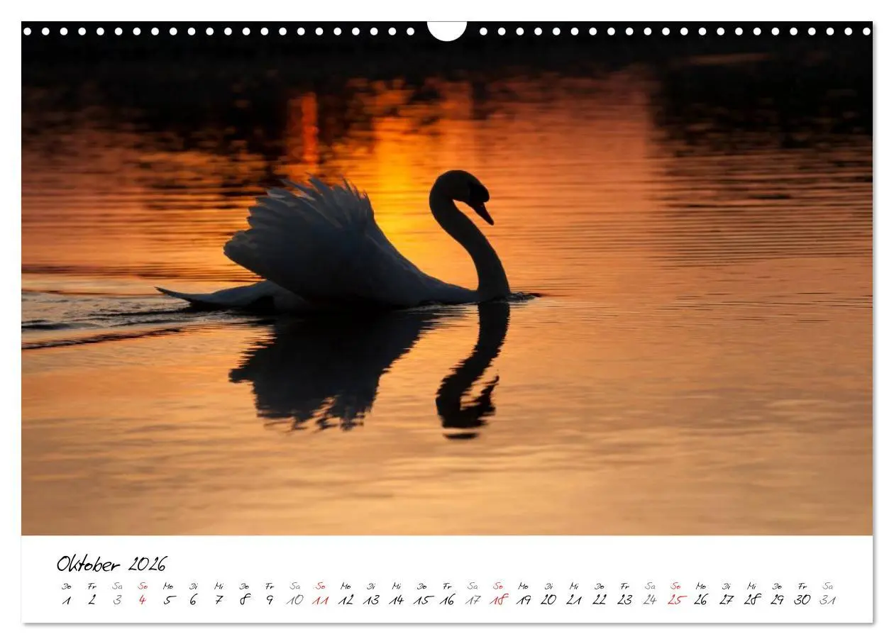 Bild: 9783516093124 | Ein Jahr mit den Schwänen (Wandkalender 2026 DIN A3 quer), CALVENDO...