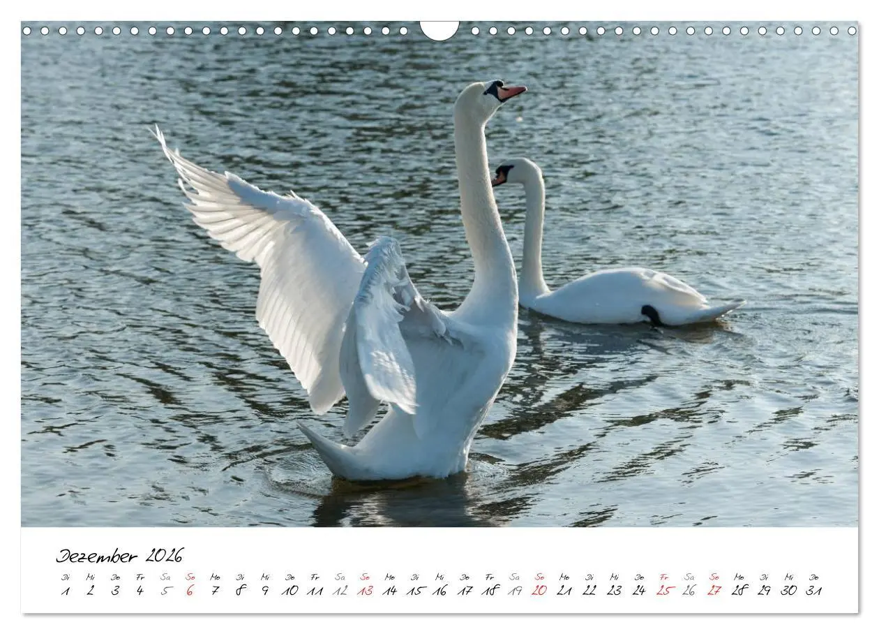 Bild: 9783516093124 | Ein Jahr mit den Schwänen (Wandkalender 2026 DIN A3 quer), CALVENDO...