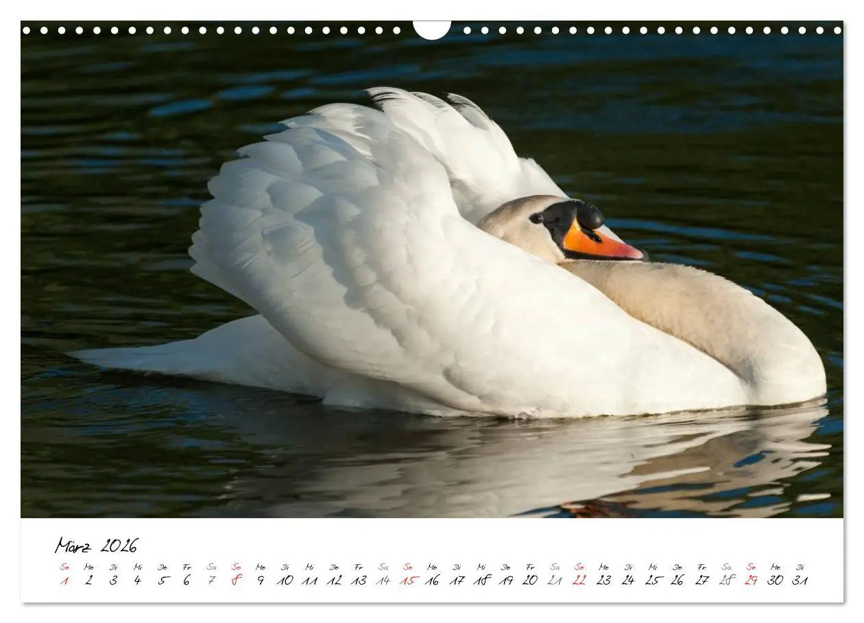 Bild: 9783516093124 | Ein Jahr mit den Schwänen (Wandkalender 2026 DIN A3 quer), CALVENDO...