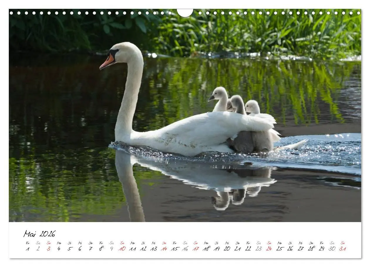 Bild: 9783516093124 | Ein Jahr mit den Schwänen (Wandkalender 2026 DIN A3 quer), CALVENDO...