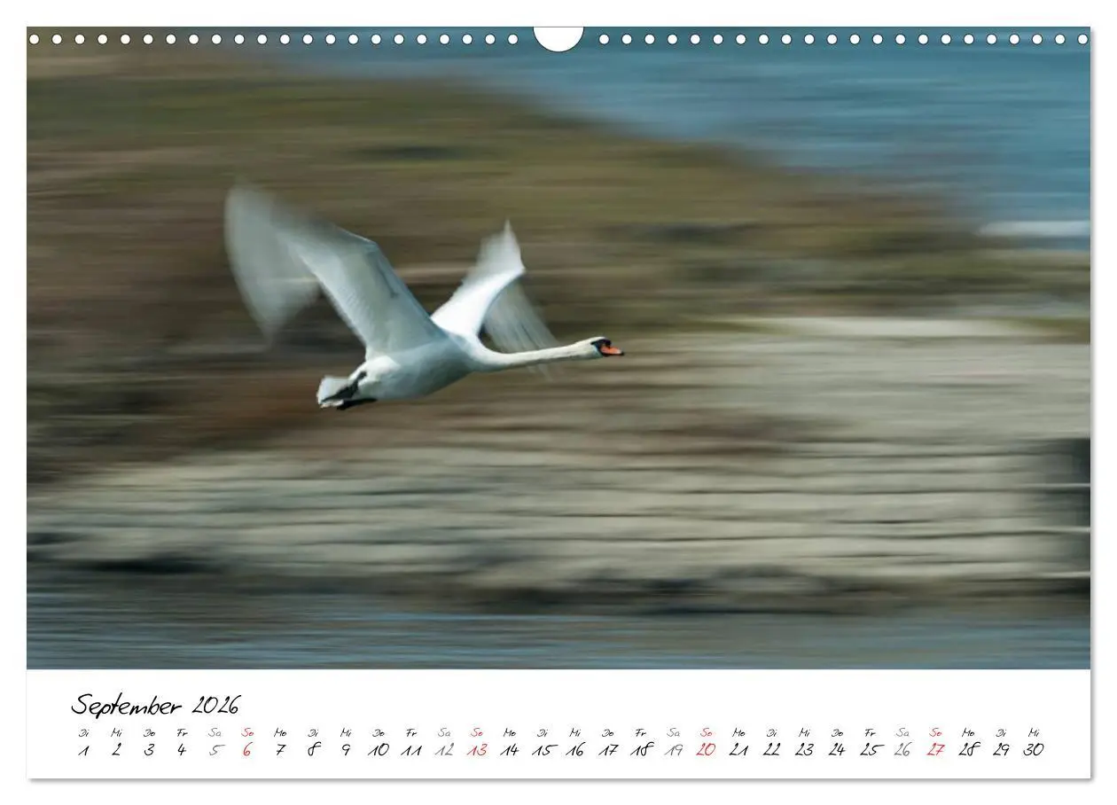 Bild: 9783516093124 | Ein Jahr mit den Schwänen (Wandkalender 2026 DIN A3 quer), CALVENDO...