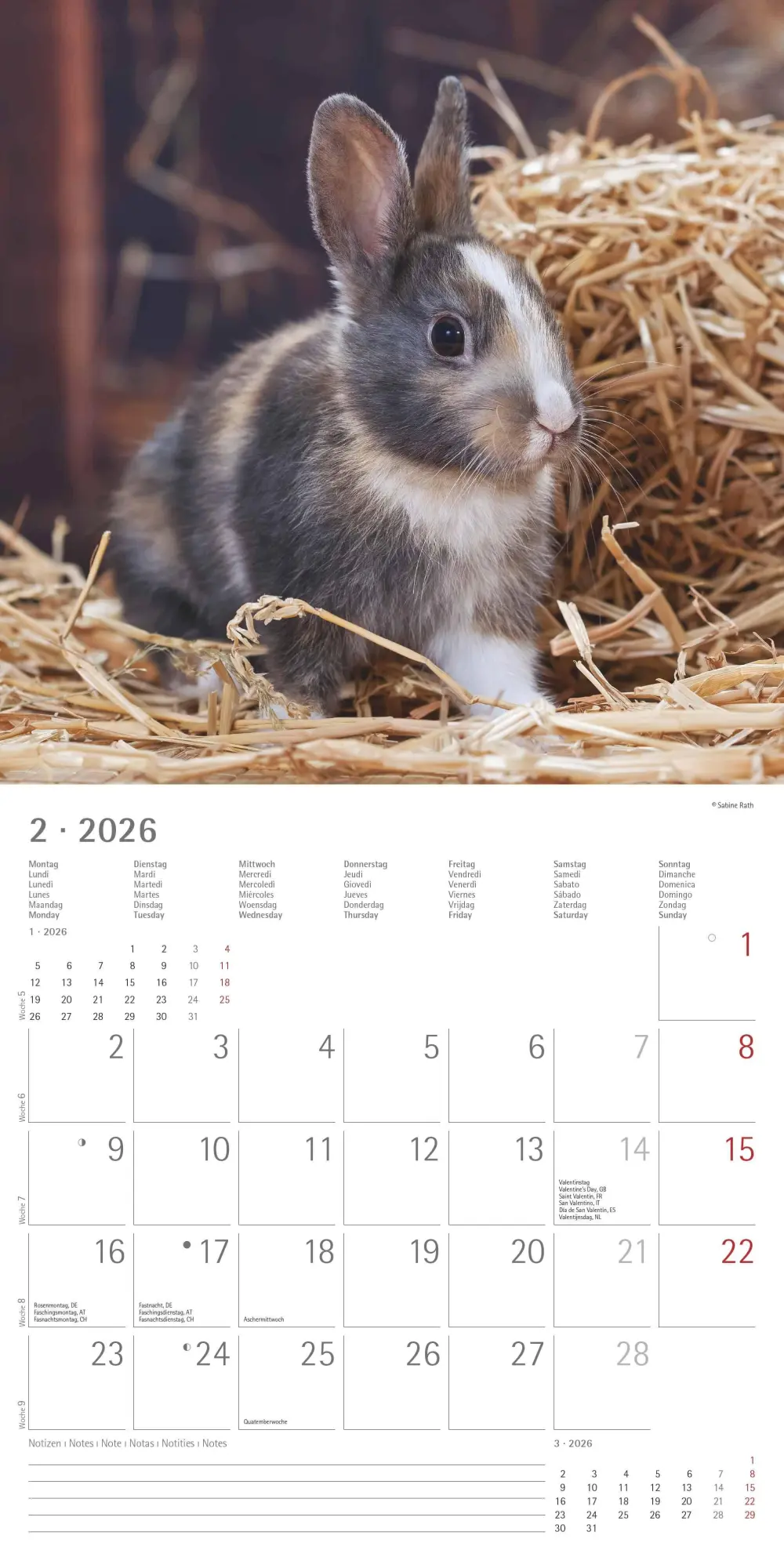 Bild: 4069095003224 | Kaninchen 2026 - Broschürenkalender 30x30 cm (30x60 geöffnet) -...